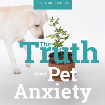 The Truth Behind Pet Anxiety - Ebook